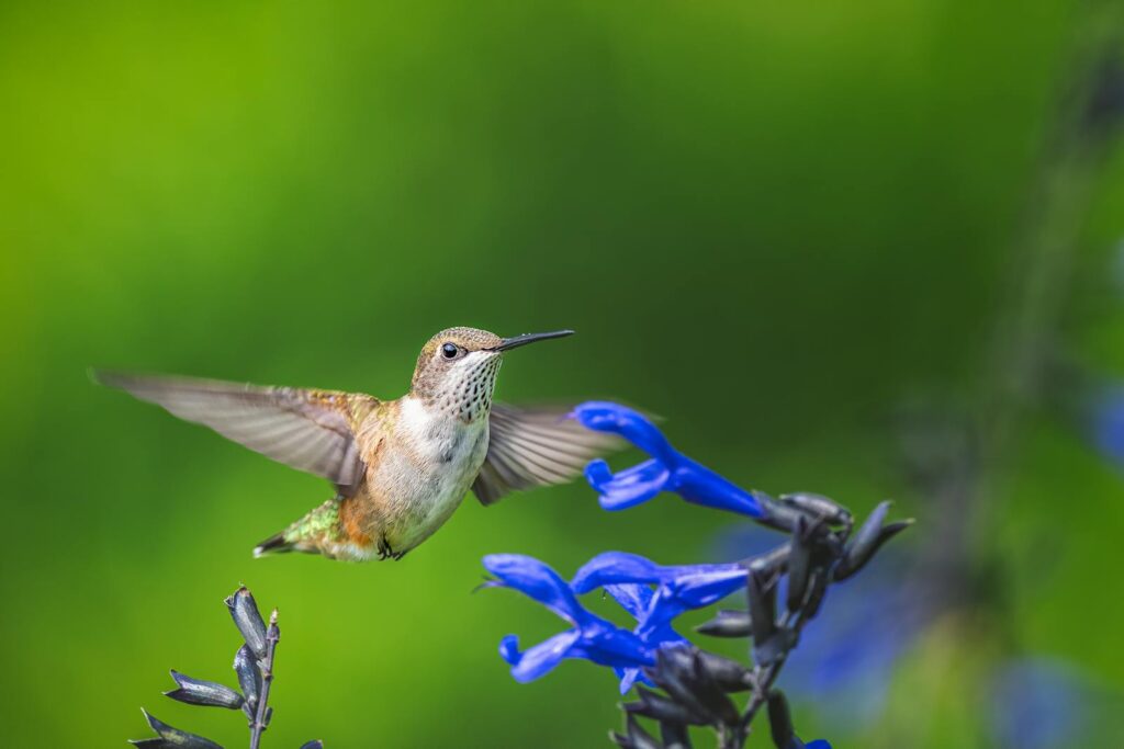 Scenery of small gray hummingbird soaring over bright blue flowers in lush summer forest.