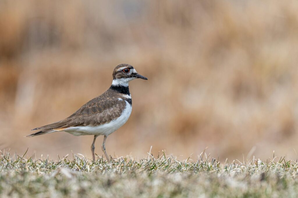Predatory bird on thin legs with brown and white plumage strolling on grass lawn on beige background.