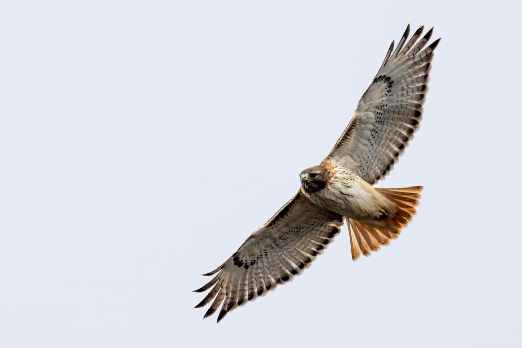 A red-tailed hawk with a reddish tail and patterned wings soars in the sky.