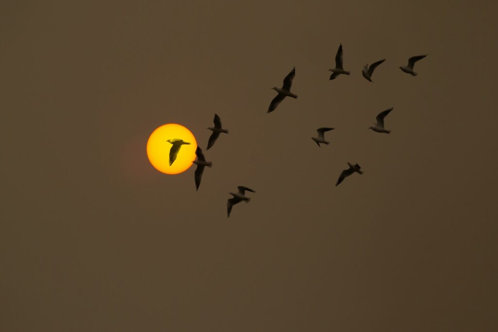 A flock of birds flying in front of the sun.