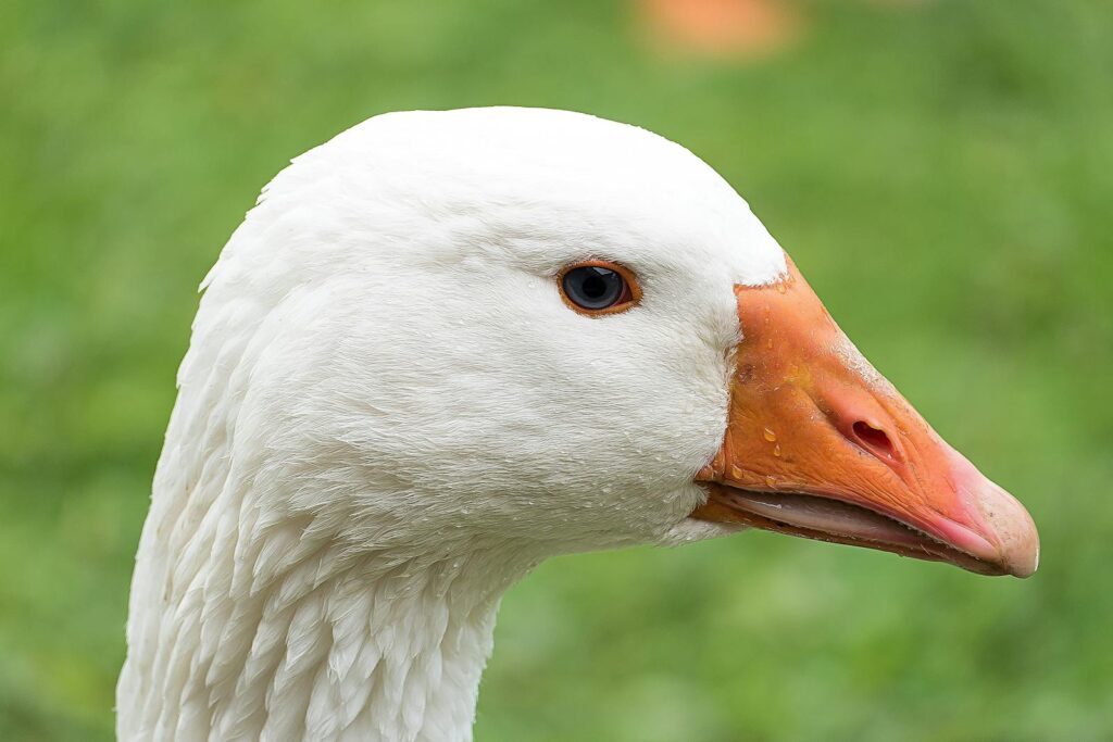 Detailed close-up of a white goose's head with green background.