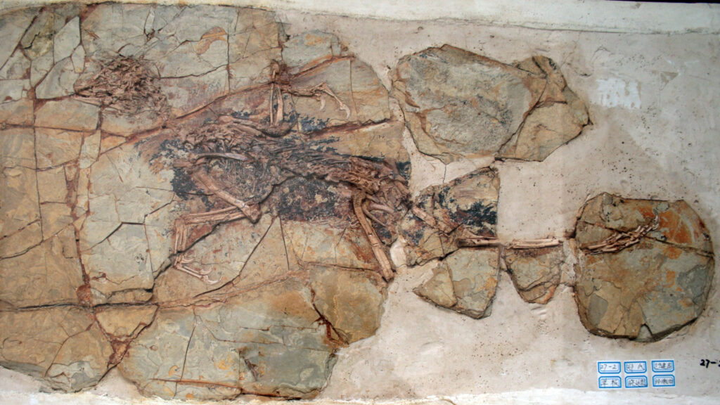 A fossil of Xiaotingia zhengi, an early feathered dinosaur with bird-like features, is preserved in fragmented light-colored rock.