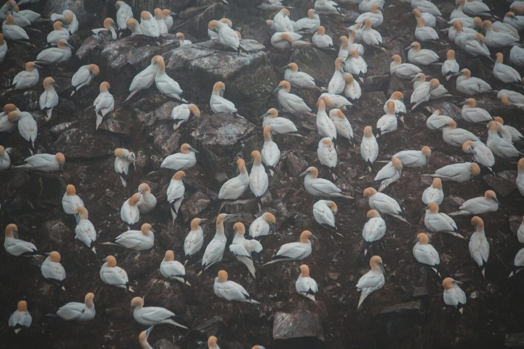 A striking aerial view of numerous white seabirds resting on rocky terrain, showcasing natural wildlife.