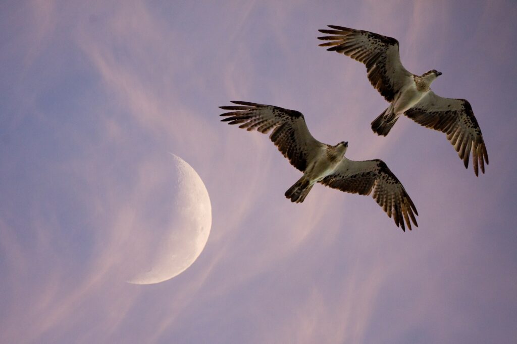 Two ospreys soaring near a crescent moon.