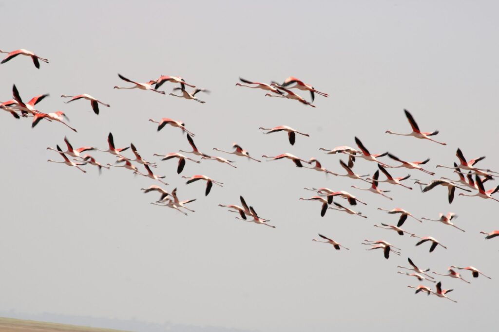 A large flock of flamingos with pink and white plumage flies against a pale, overcast sky.