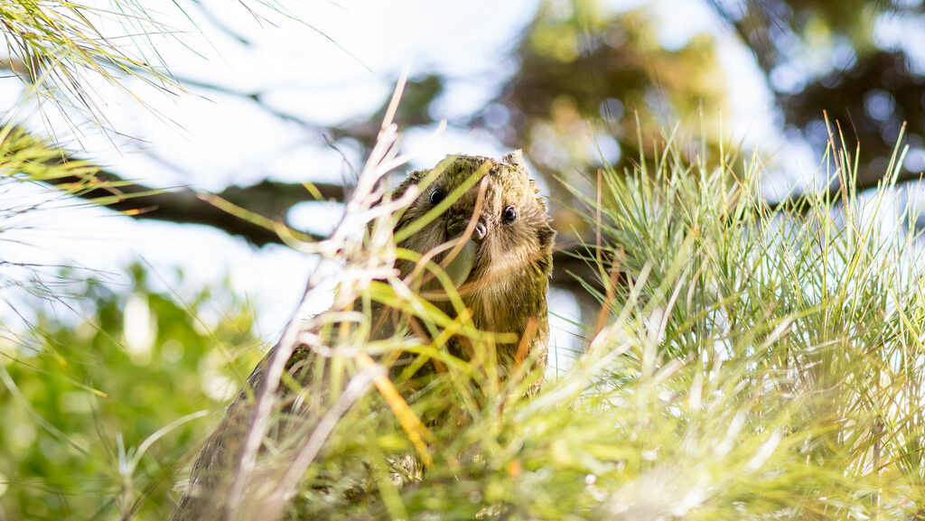 A kākāpō with green and brown feathers is partially obscured by green foliage and branches.