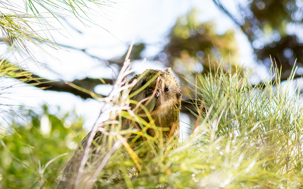 A kākāpō with green and brown feathers is partially obscured by green foliage and branches.