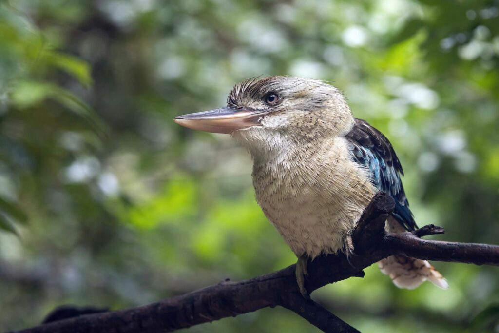 A blue-winged kookaburra with light brown and blue feathers perches on a dark branch.