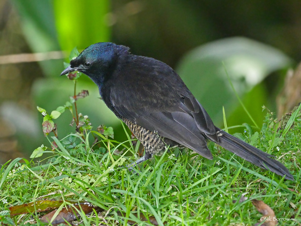 A male Huon astrapia with a shimmering blue-green crown stands amongst green foliage.