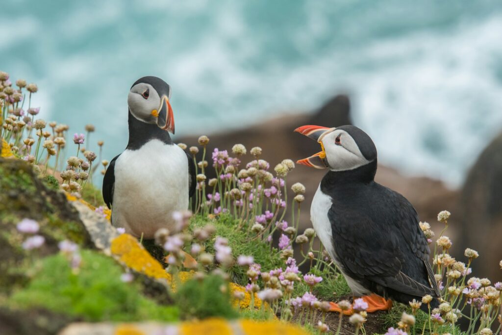 Two Atlantic puffins among wildflowers by the sea.