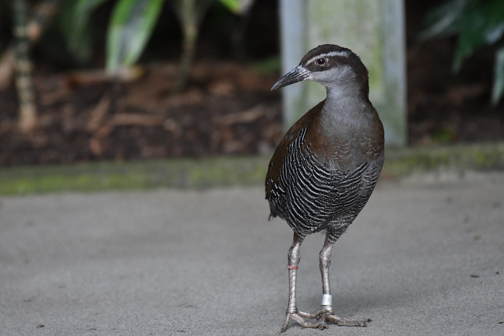A Guam Rail with brown and black barred plumage stands on a paved surface.
