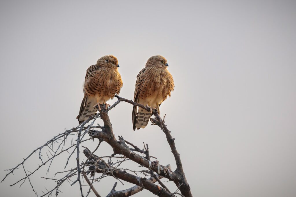Two Greater kestrels perch atop a thorny branch against a pale sky.