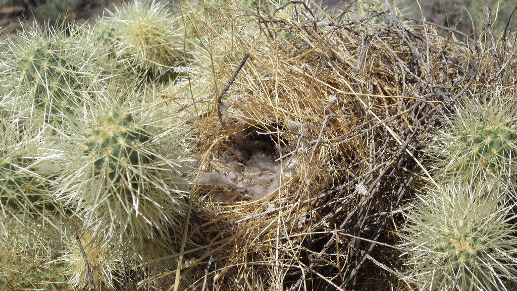 A cactus wren's nest, lined with soft material, is built amongst the sharp spines of a cactus.