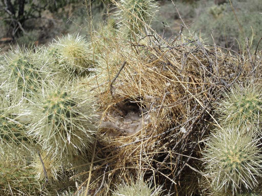 A cactus wren's nest, lined with soft material, is built amongst the sharp spines of a cactus.