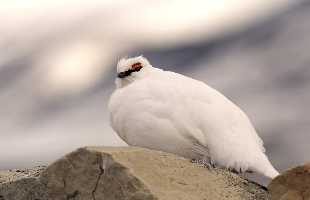A Rock Ptarmigan in its white winter plumage sits on a rocky surface.
