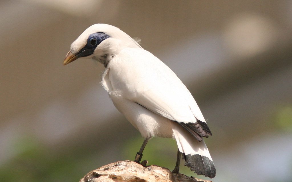 A Bali myna with white plumage, a striking blue eye patch, and a yellow-tipped beak perches on a textured surface.