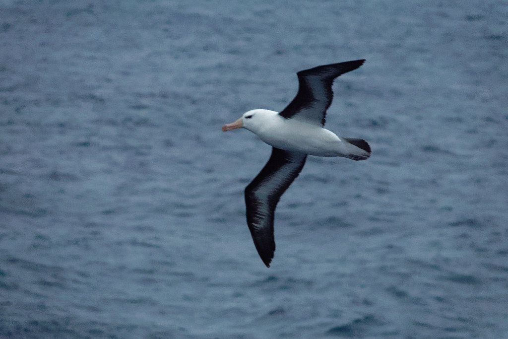 A black-browed albatross soars high above the ocean.