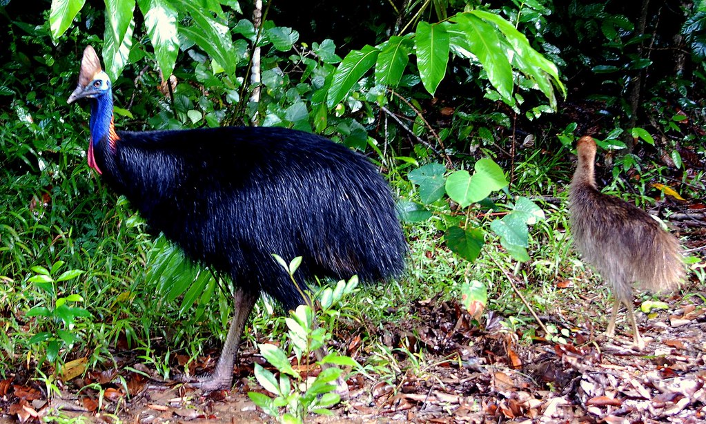 Adult and young Southern Cassowary in lush foliage.