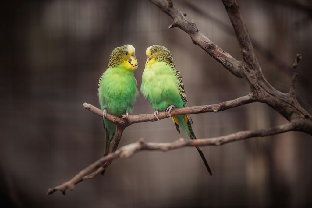 Two green and yellow budgerigars perch on a bare branch.