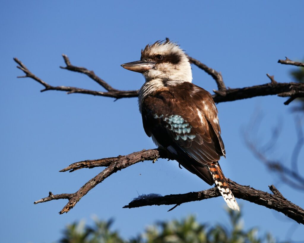 A laughing kookaburra with brown and white plumage and blue wing feathers sits on a branch.