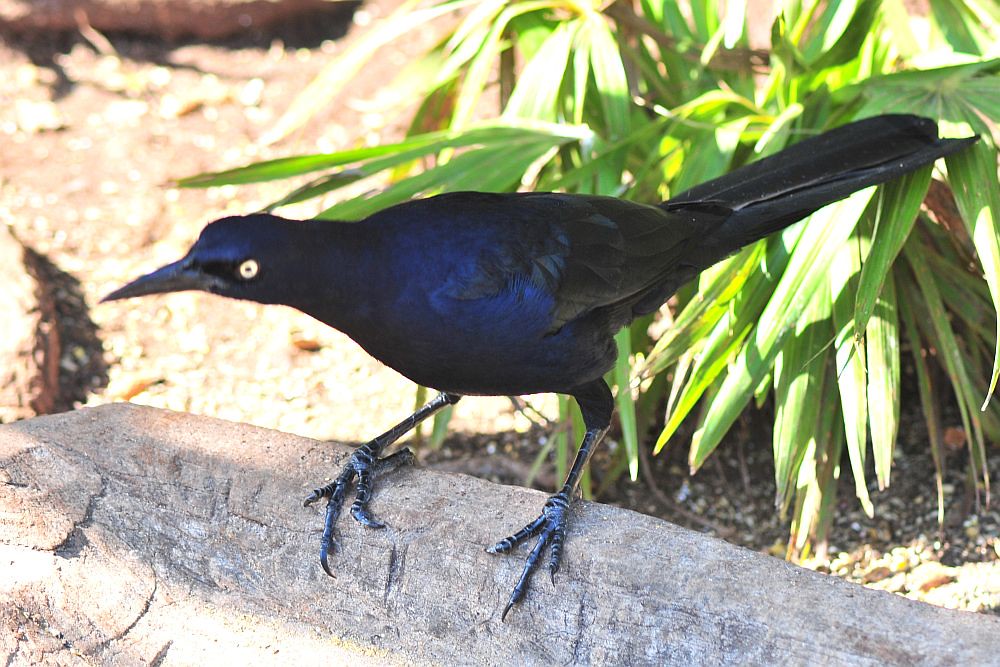 A great-tailed grackle stands on a rock near green foliage.