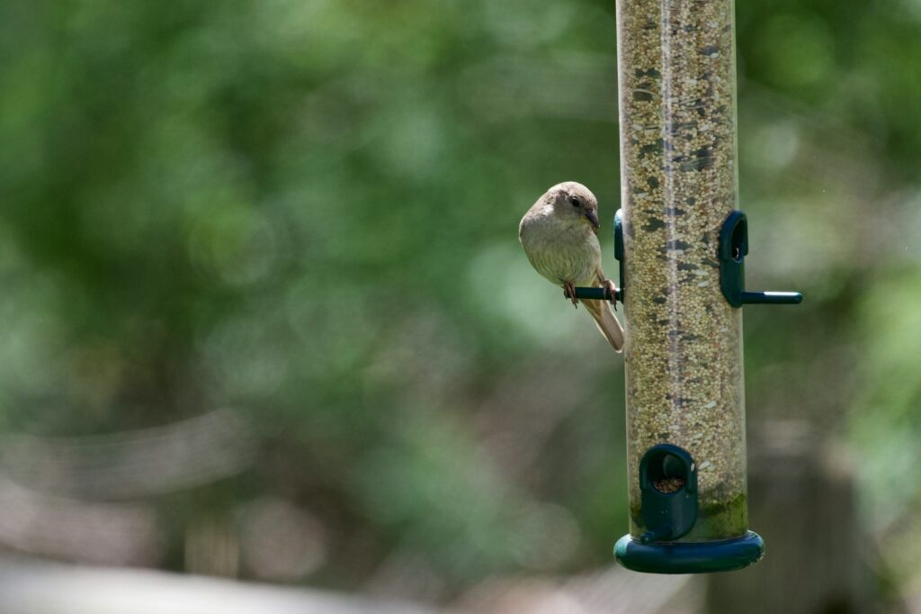 A small old world sparrow clings to a seed-filled bird feeder.