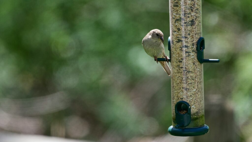 A small old world sparrow clings to a seed-filled bird feeder.