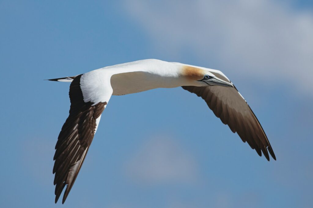 A albatross with its long wings spread against a blue sky.