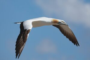 A albatross with its long wings spread against a blue sky.