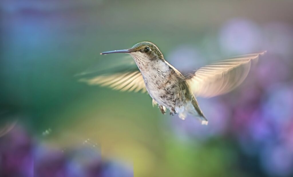 A stunning hummingbird in flight with blurred wings against a vibrant backdrop.