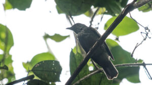 A cinereous mourner with a stout bill perches on a shaded branch among leaves.