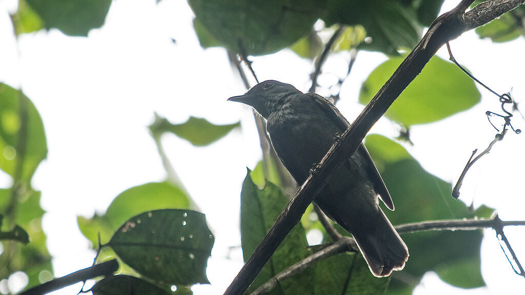 A cinereous mourner with a stout bill perches on a shaded branch among leaves.