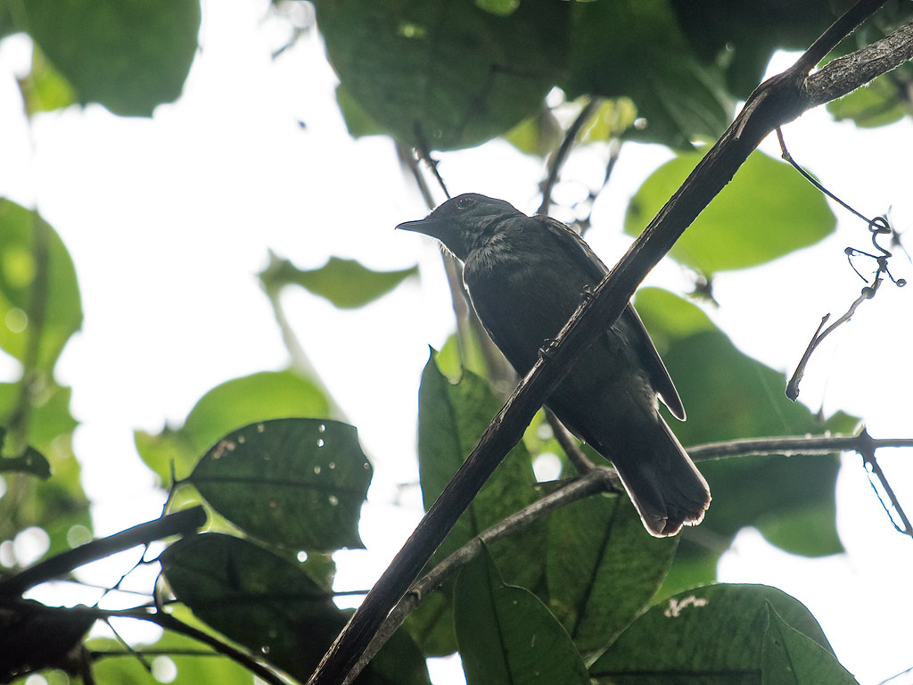 A cinereous mourner with a stout bill perches on a shaded branch among leaves.