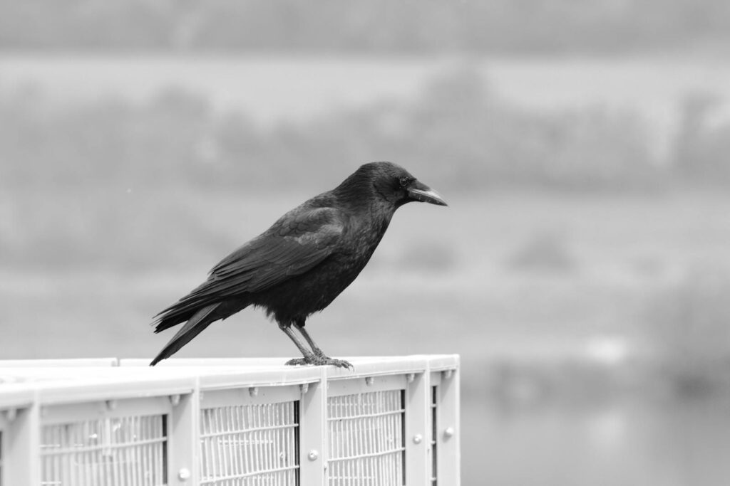 A black crow perched on an outdoor ledge in grayscale, showcasing its striking form.