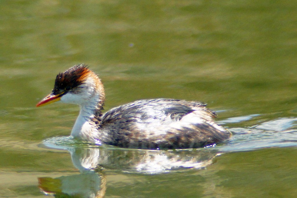A Horned Grebe with a reddish neck and yellow beak swims on the water.