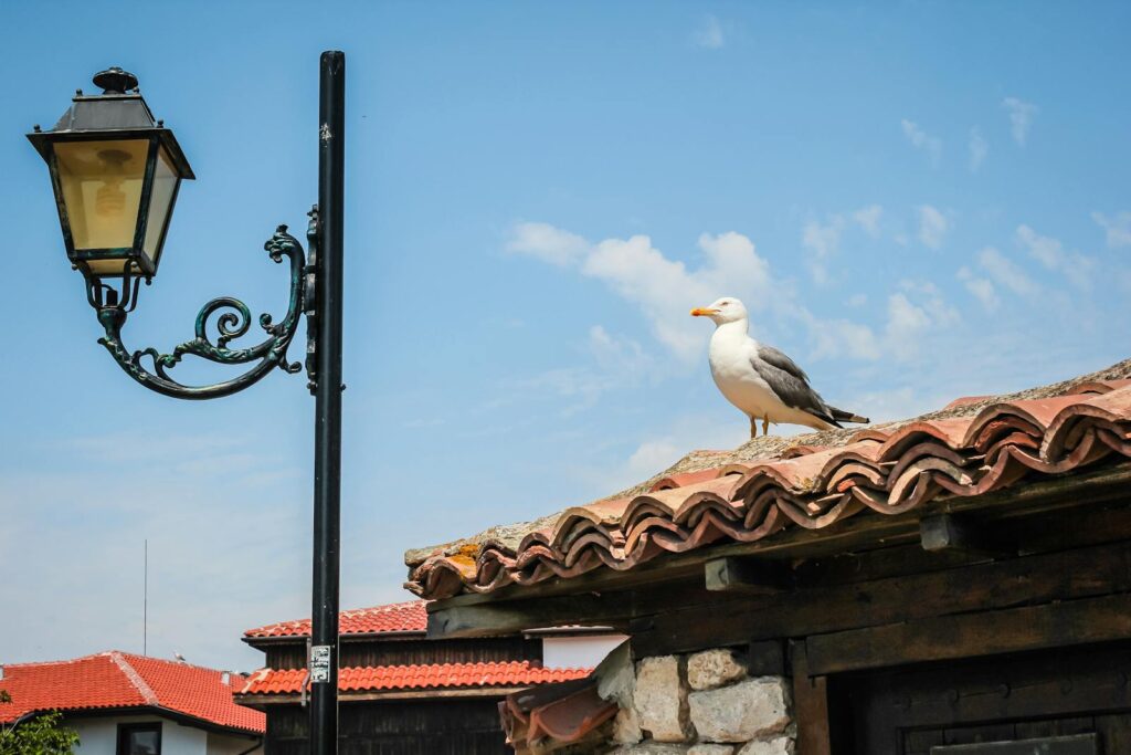 From below of seagull sitting on the roof of an aged building under a blue sky on a sunny day.