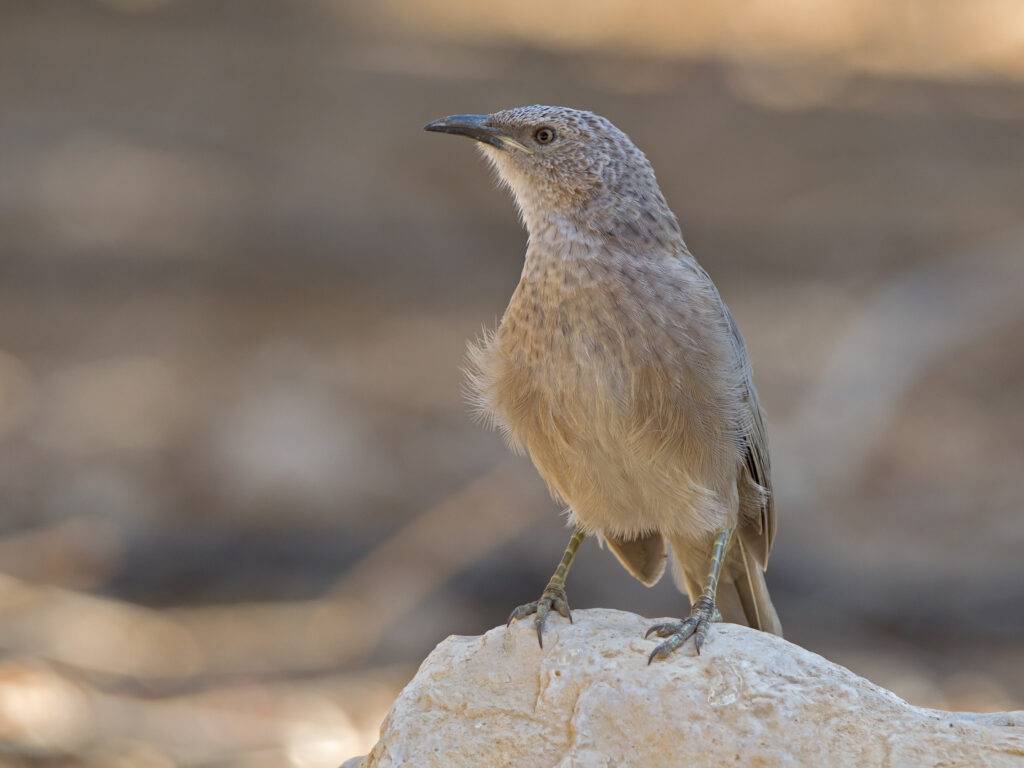 A arabian babbler stand on the rock.