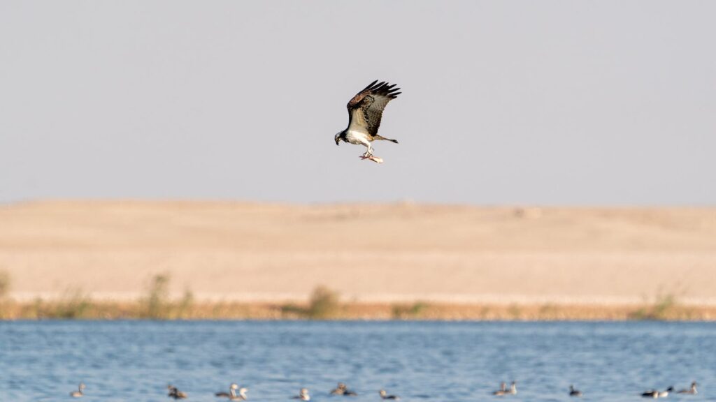 Wild osprey flying above blue water of sea against sandy coast under cloudless sky in daytime.