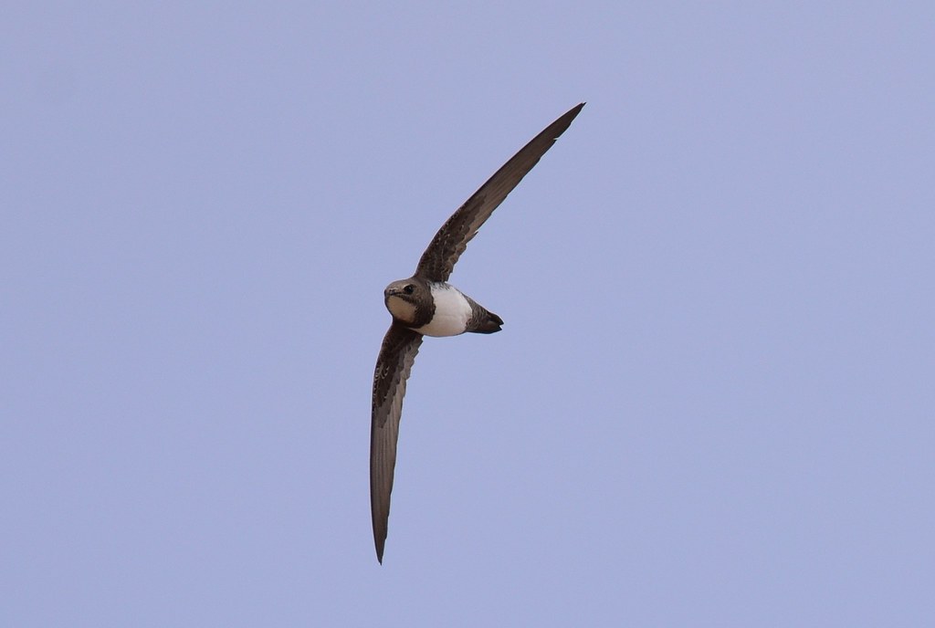 A swift with long, pointed wings and a white throat flies against a clear sky.