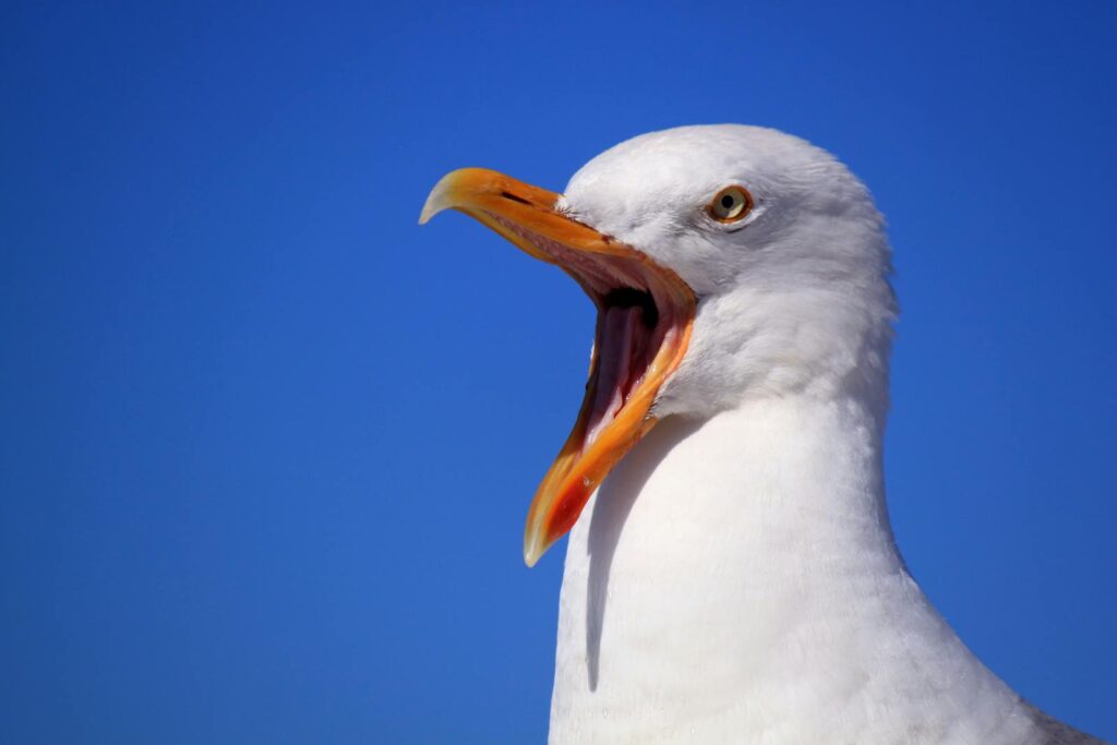 A detailed close-up portrait of a seagull with an open beak against a clear blue sky.
