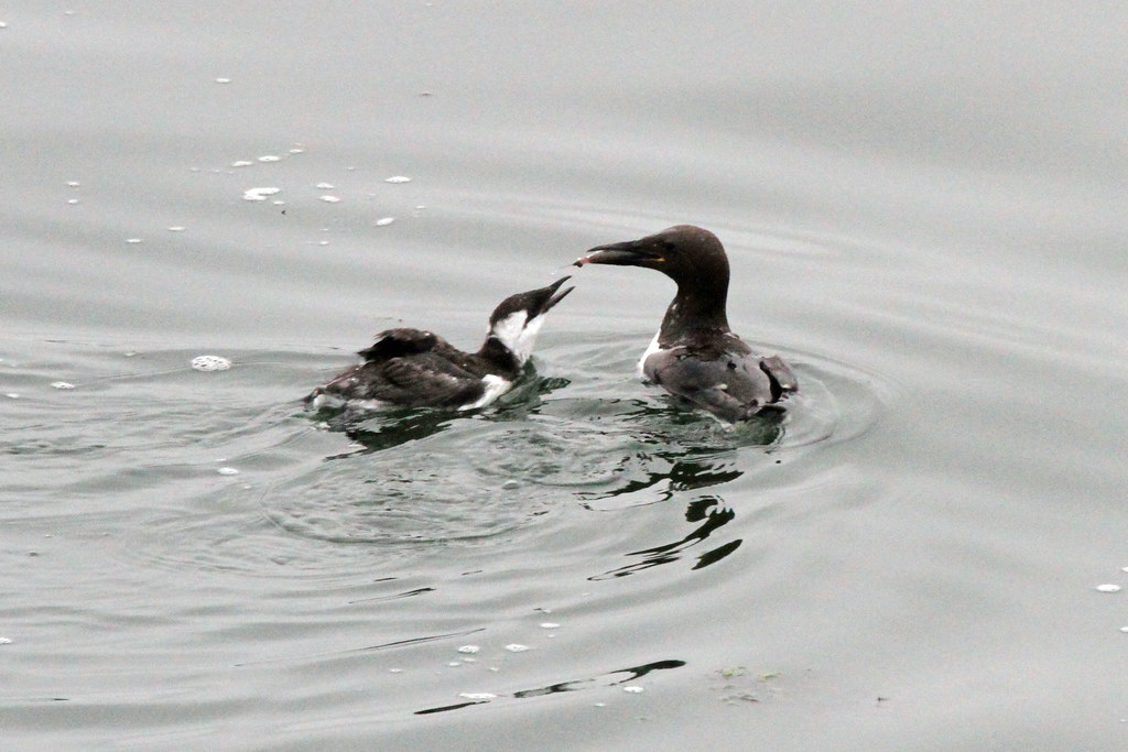 A Thick-billed murre feeds a small fish to its chick in the grey, rippling water.