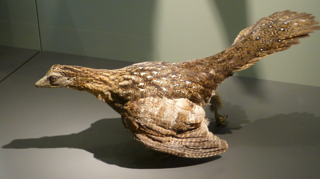 A model of Archaeopteryx, a transitional fossil with feathers and reptilian features, is displayed on a gray surface.