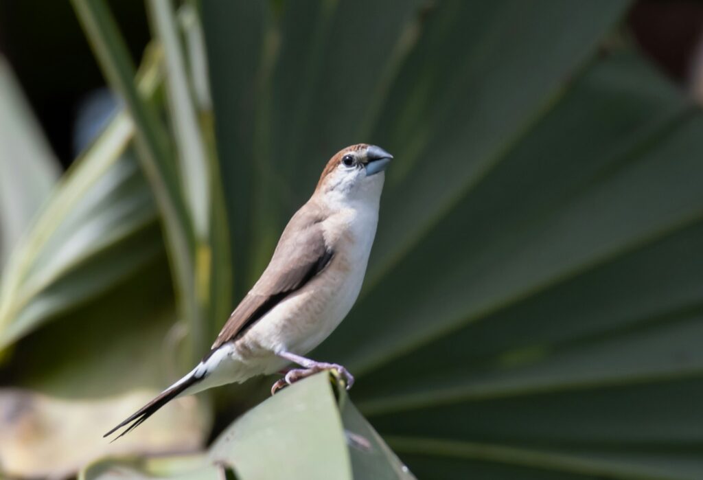 A small bird perched on top of a leaf.