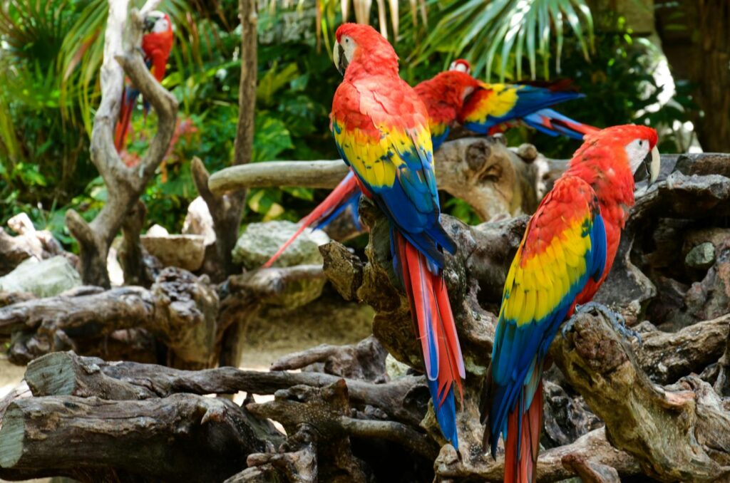 Vibrant scarlet macaws perched on driftwood in a lush tropical setting.