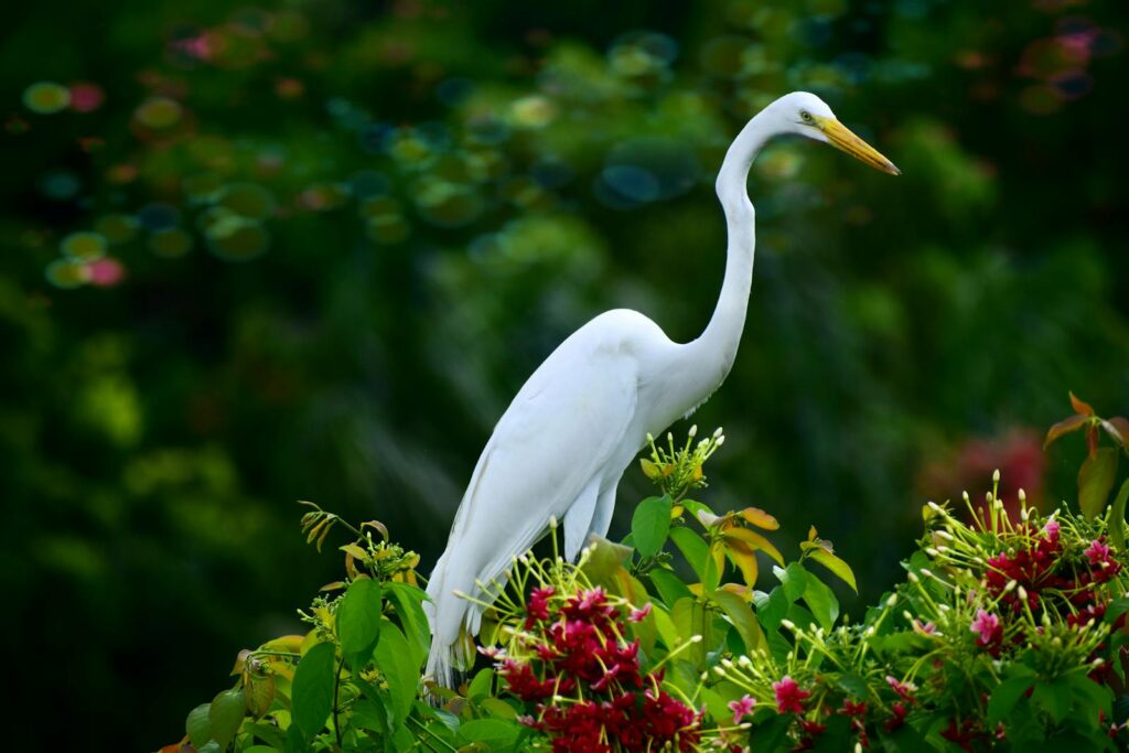 Close-up of a graceful egret perched among colorful flowers in lush greenery.