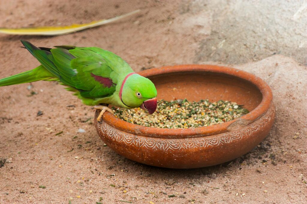 A parakeet enjoying seeds from a decorative clay bowl outdoors.