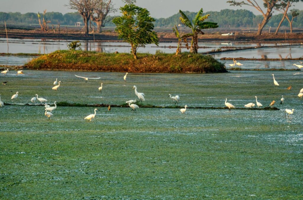 A serene scene of egrets in a lush wetland in West Java, Indonesia, showcasing vibrant tropical greenery and wildlife.