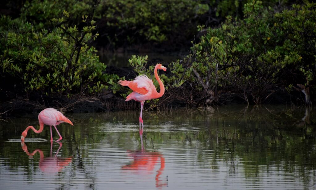 Flamingos wading in serene waters surrounded by lush greenery, reflecting elegance and grace.