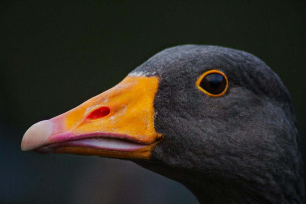 A Greylag Goose highlighting its colorful bill and eye.