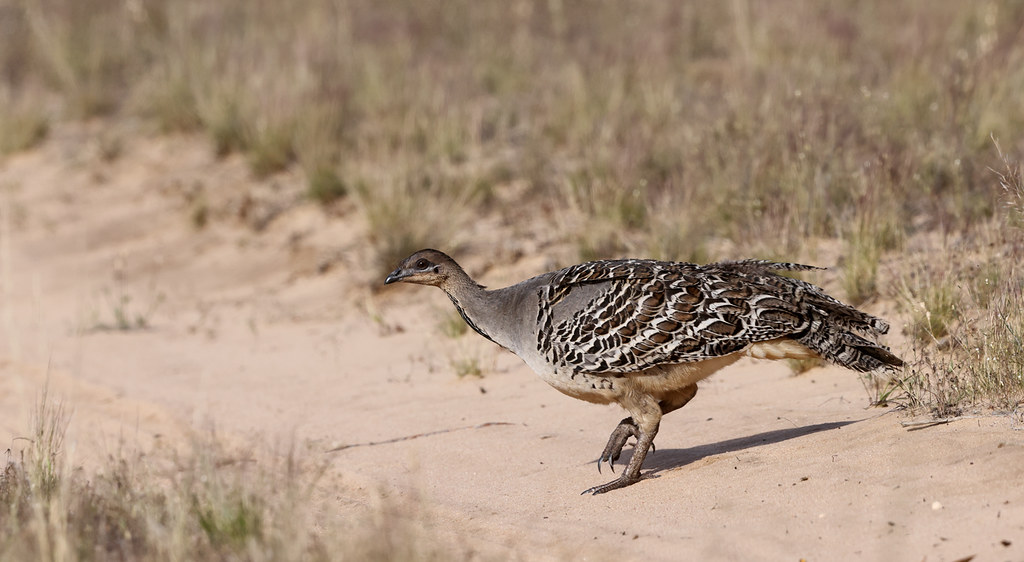 A malleefowl with mottled grey, brown, and white plumage walks on sandy ground with sparse vegetation.
